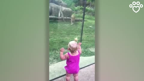 See what this lion did to the girl