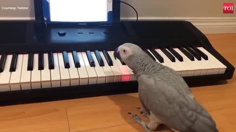 Amazing! African grey parrot plays melodious tune on piano