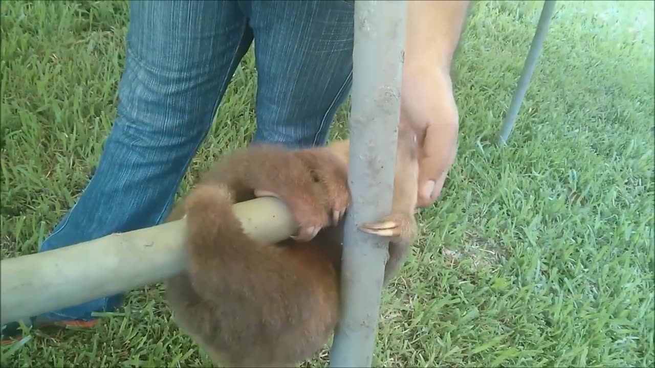 Baby Sloths Being Sloths - FUNNIEST Compilation