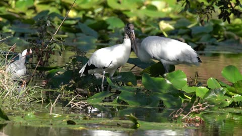 Wood Storks Wading Along the Shoreline.