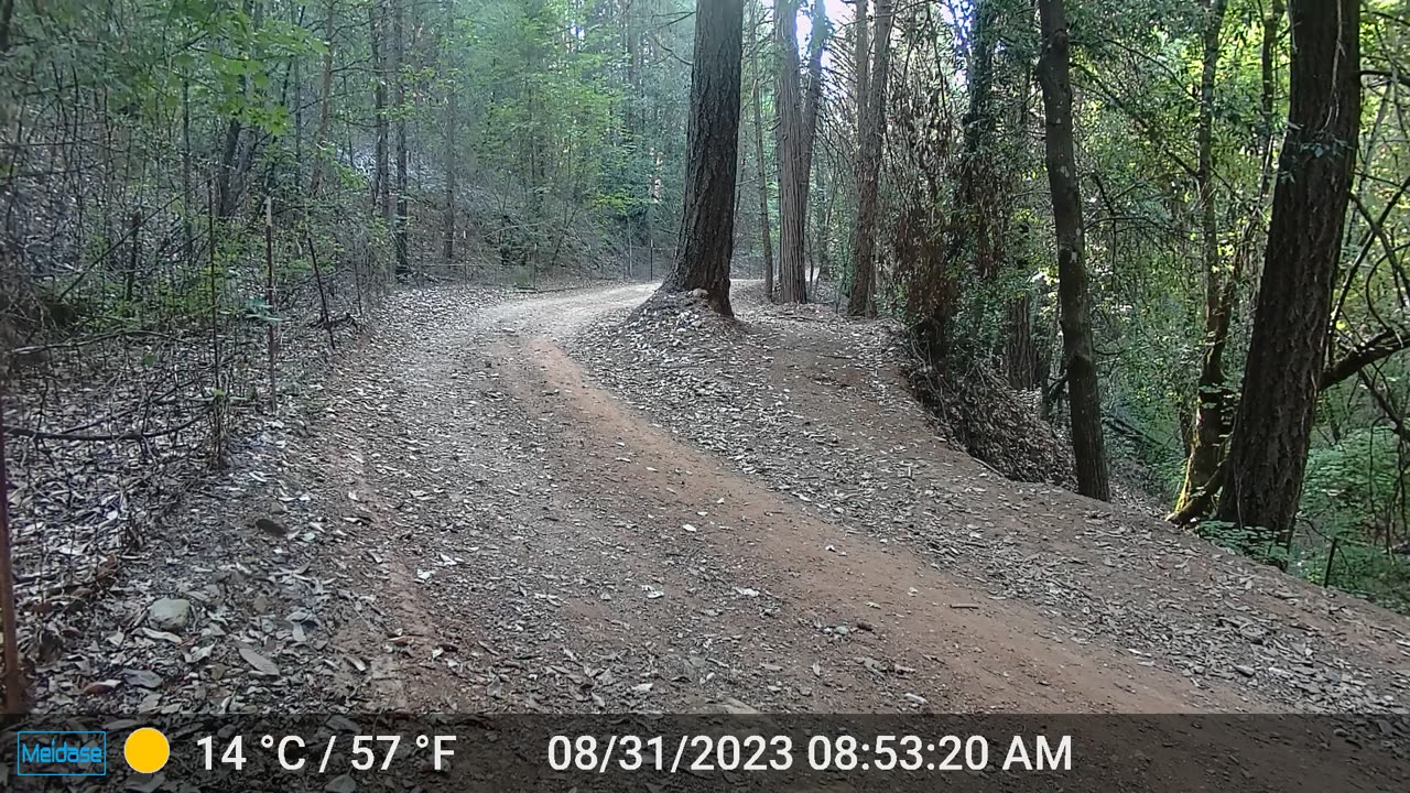 Mountain Lion Mid Morning Walk