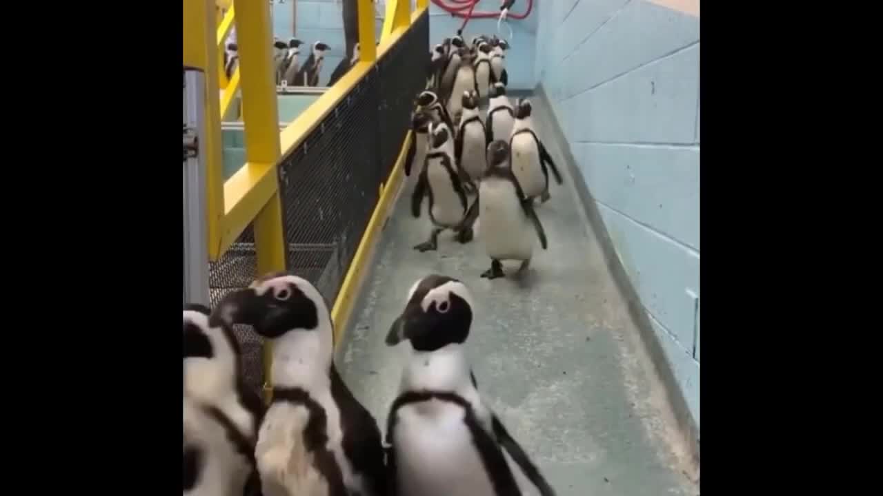 cute and disciplined animals