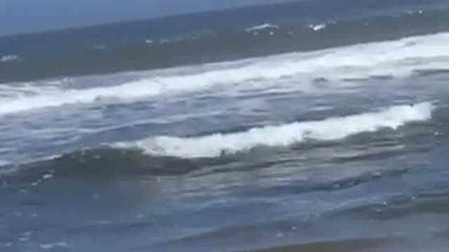 Girl at beach crab walking in water