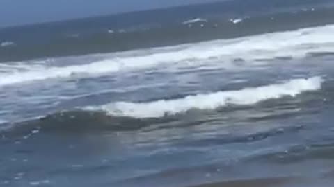 Girl at beach crab walking in water