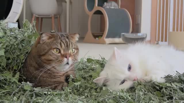 Catnip Room of Danger! | Kittisaurus