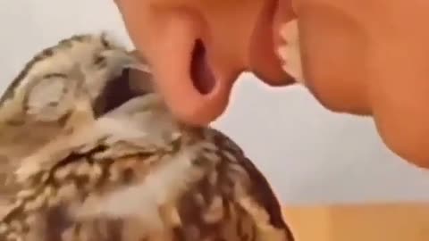 Baby owl bird