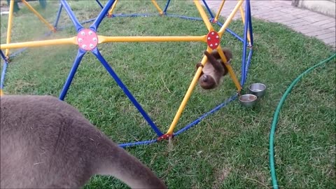 Baby Sloths