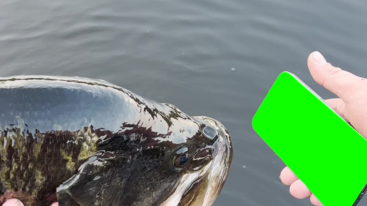 Made the Fish I Just Caught Watch | Green Screen