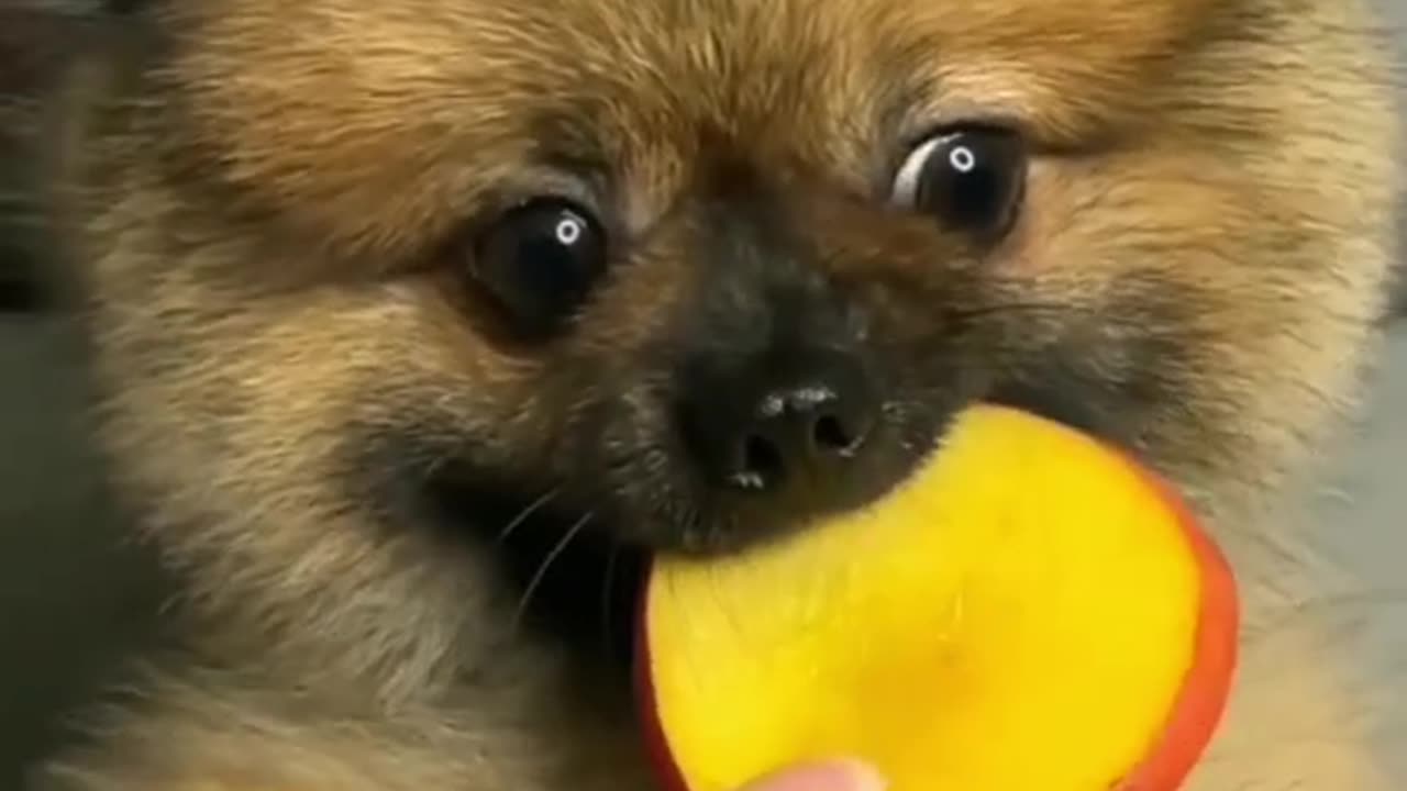 Cute puppy eating fruit, fruity puppy