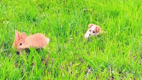 Cute lil puppy running behind lil pig!! this is so cute