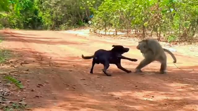 Funny monkey Vs Dog Fiting