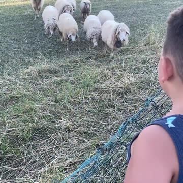 The wolf comes running to his master