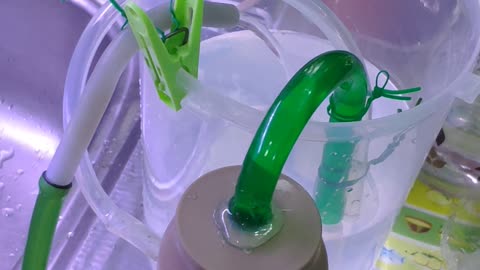 DIY Fish tank Siphon overflow system