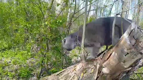 cat in nature