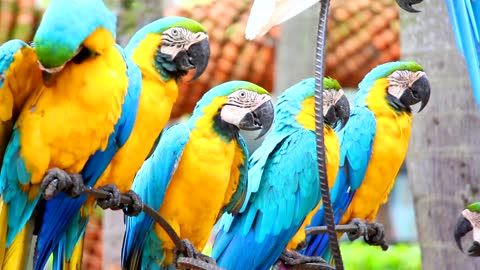 Parrots beautiful video 1080p