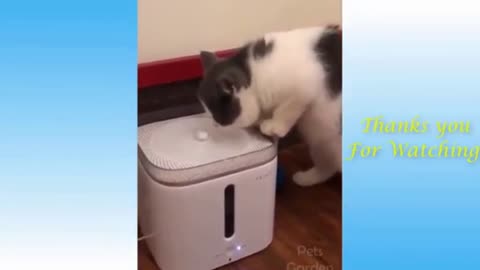 Funny Pets 2021 - Cute dogs and cats doing funny things.