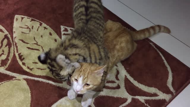 Tiger Cub Playing With House Cat