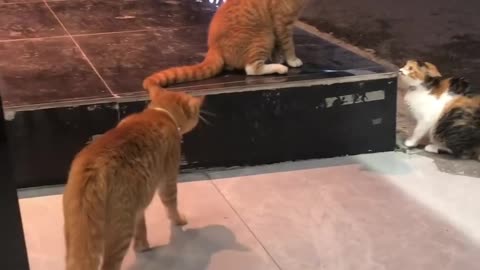 Caught in the act—feline drama at its finest!