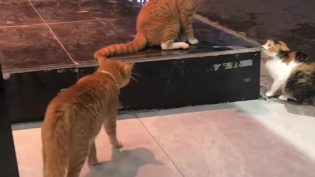 Caught in the act—feline drama at its finest!