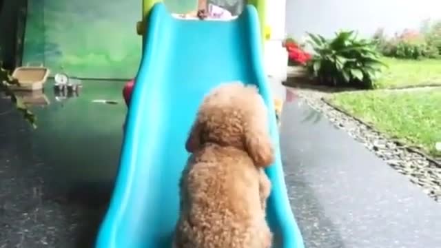 teddy dog ​​on slide