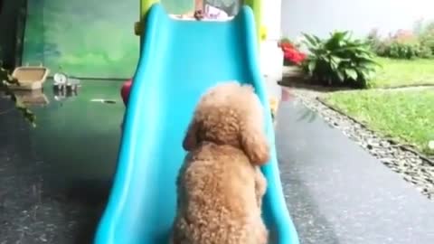 teddy dog ​​on slide