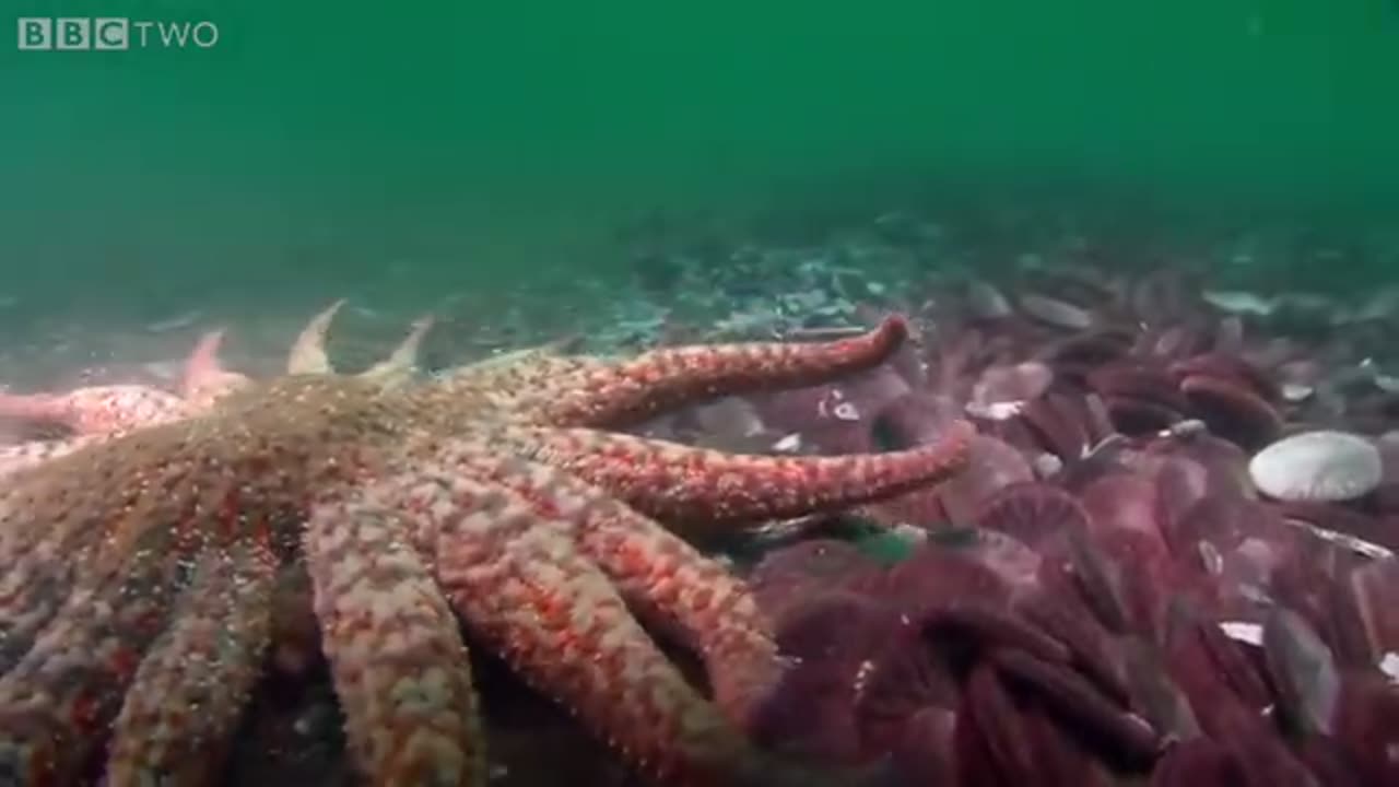 Zombie Starfish _ Nature s Weirdest Events