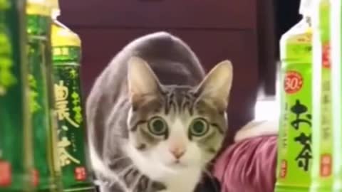 A wriggling cat