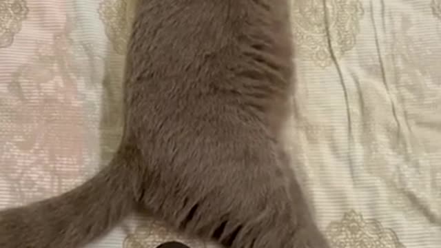 This beautiful kitten cat his scared his sound | funny cat video