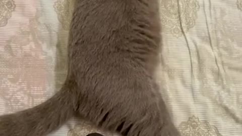 This beautiful kitten cat his scared his sound | funny cat video