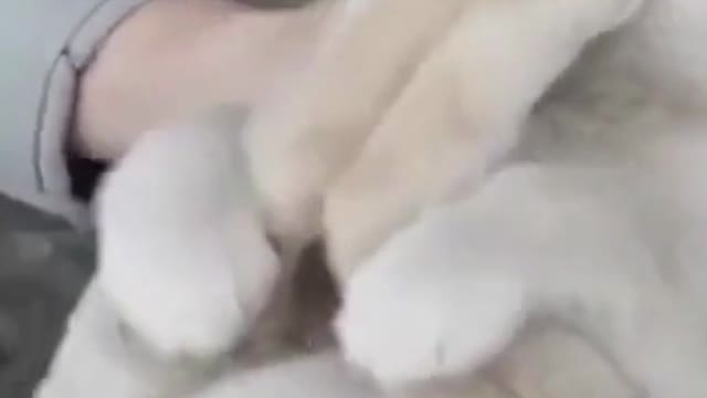 Cute puppy just like a baby in a cradle