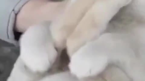 Cute puppy just like a baby in a cradle