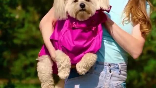 Dogs carry hack [craft]