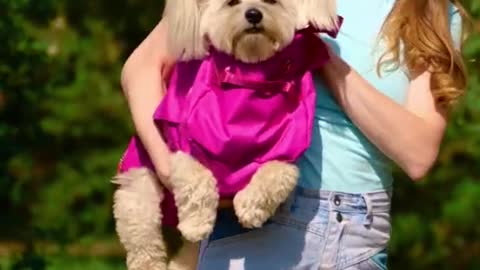 Dogs carry hack [craft]