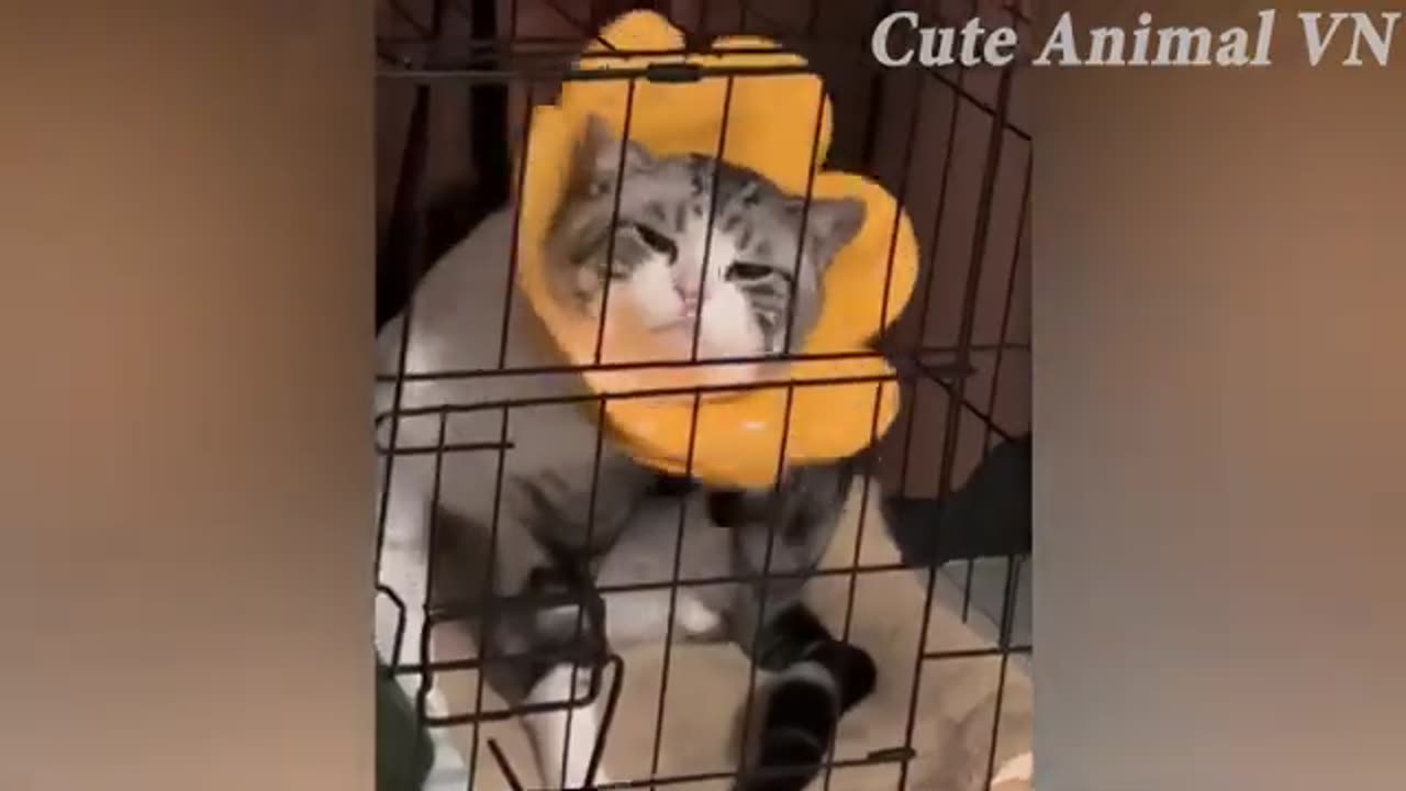 Funny Animals Videos