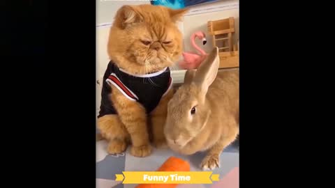 Cute and Funny Animal Compilation 2021 01