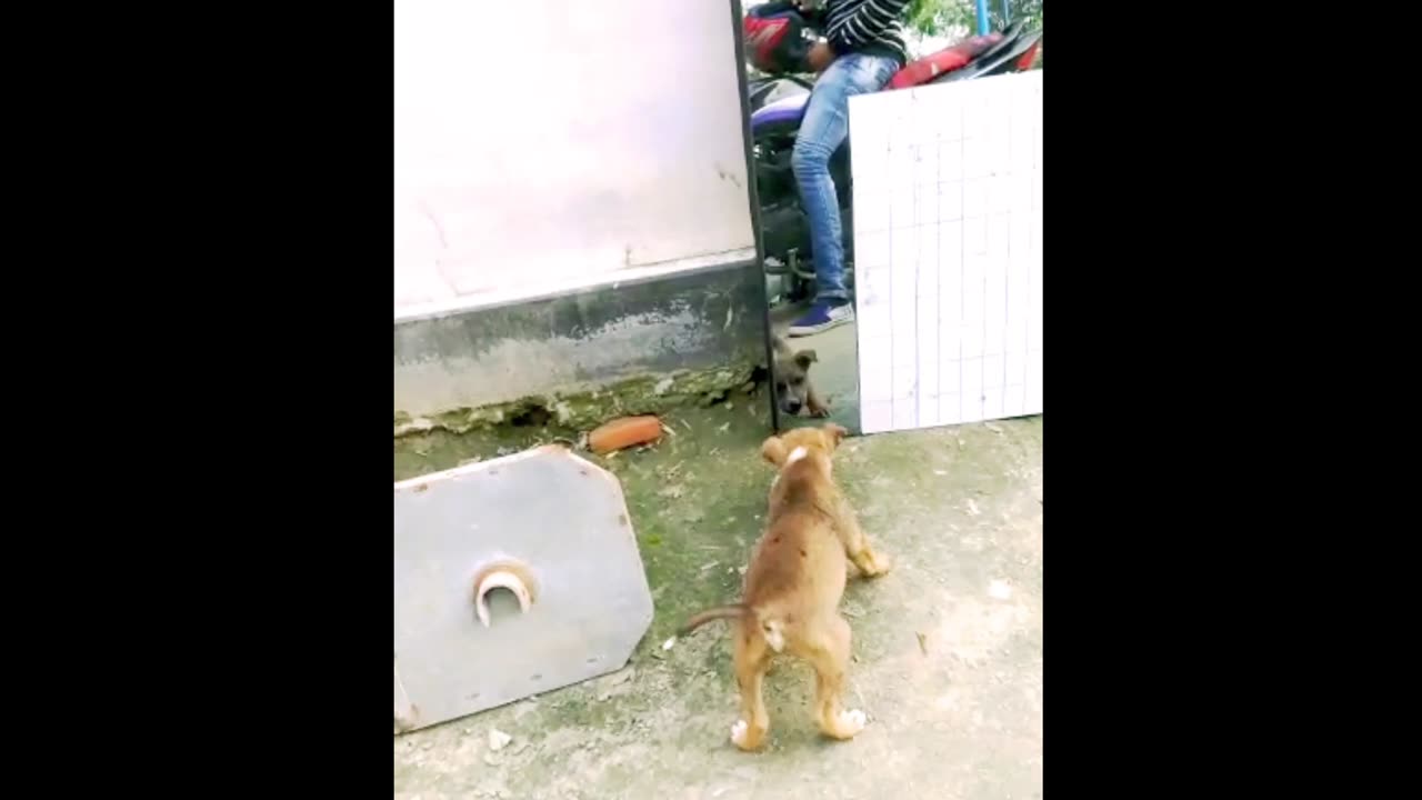 Funny dog video