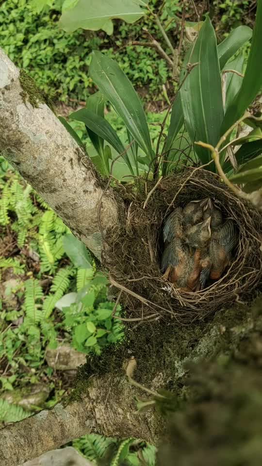 A Bird Feeding its Hatchlings