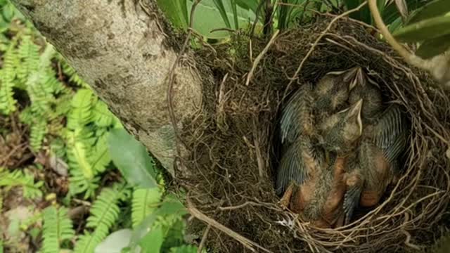 A Bird Feeding its Hatchlings