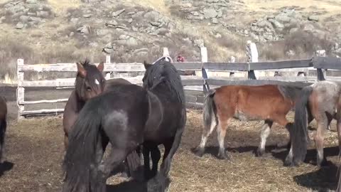 Stallions return to their schools after 2 months of separation