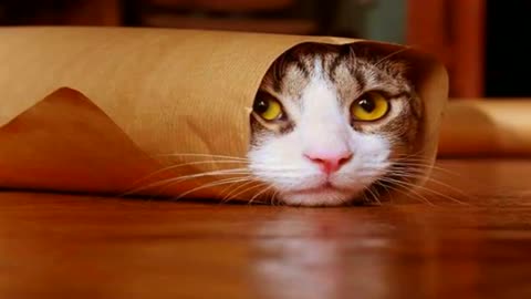 10 Minutes of Cute Cats