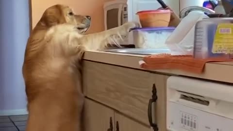 work dog funny video