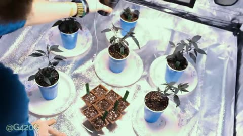 Transplanting Germinated Cannabis Seeds