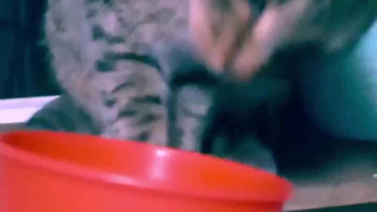 "Yaguary kitten Drinking From My Solo Cup"Come See😼🐾😆🎶🎤🐾