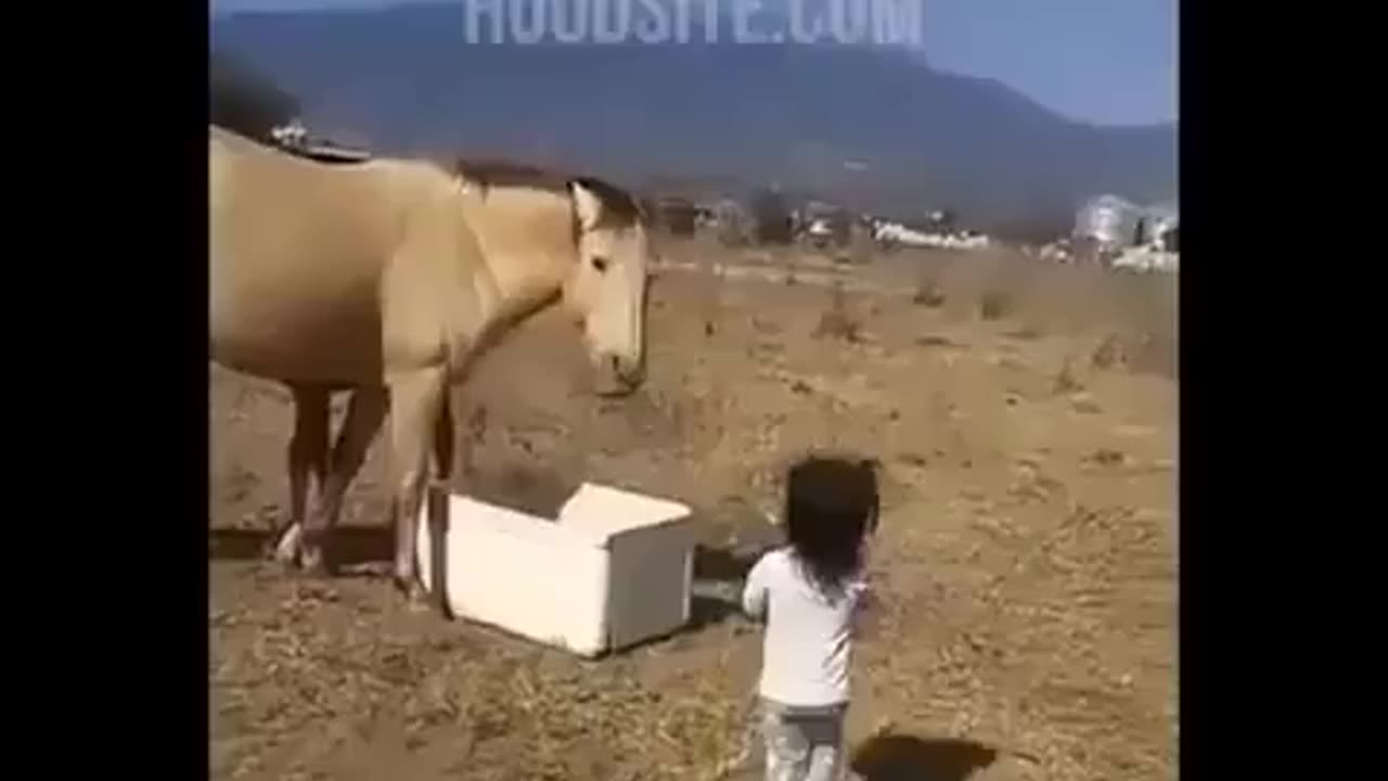 Horse Monkey Stomp