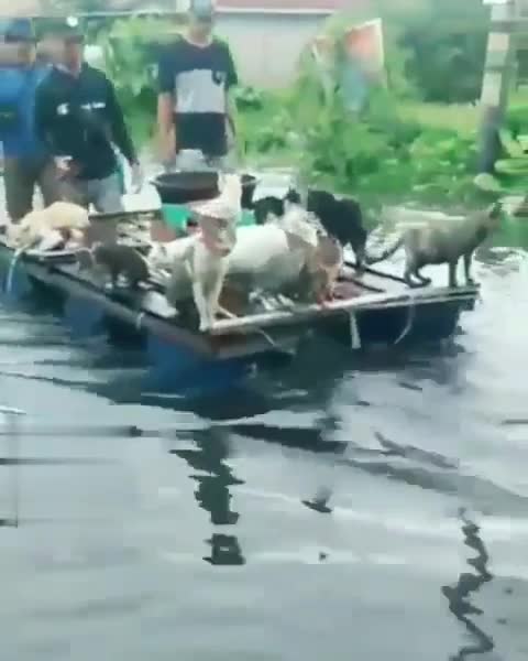 save animals from flood disaster