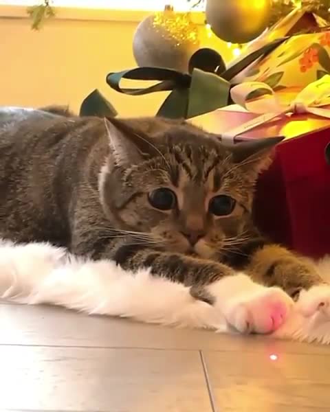 Cat trying to catch laser.