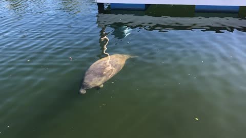 Manatee swimming up to my dinghy.