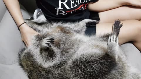 Raccoon likes to get massage