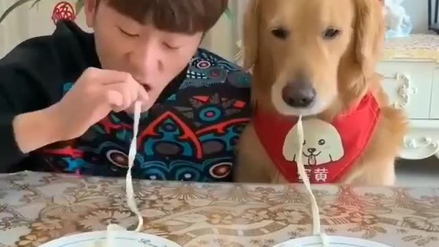 The dog loves noodles very much