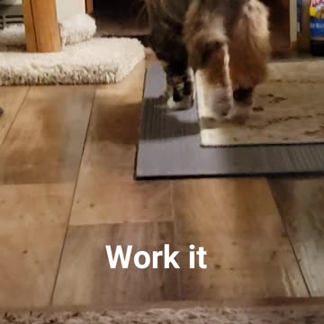 Next Cat Top Runway Fashion Model